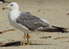 Larus armenicus